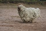 KOMONDOR 094